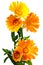 Calendula