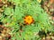 Calendula and african marigold booming in park