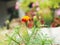 Calendula and african marigold booming in park