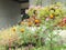 Calendula and african marigold booming in park