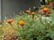 Calendula and african marigold booming in park