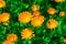 Calendula blooming in the garden. Orange flowers and green leaves. Vegetable background