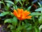 Calendula blooms in the garden among the green grass, orange flower. summer, park, bright. card poster