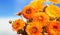 Calendula bouquet closeup, blue sky background, copy space