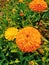 Calendula bright arvensis, marigolds, calendula medicinal flower natural fresh color orange