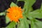 Calendula. City lungs for people`s health. Greenery of the urban courtyard