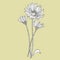 Calendula or daisy flower. Botanical illustration. Good for cosmetics, medicine, treating, aromatherapy, nursing
