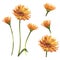 Calendula or daisy flower.Watercolor botanical illustration. Good for cosmetics, medicine, treating, aromatherapy