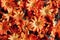 Calendula dried flowers herbs or marigold scattered, top view