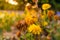 calendula drying flower