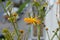 Calendula flower in the balcony on blurred background of city street