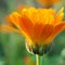 The calendula flower closes at sunset time. Side view. Petals glow in the rays of the setting sun. Blooming marigold in July or