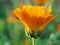 The calendula flower closes at sunset time. Side view. Petals glow in the rays of the setting sun. Blooming marigold in July or