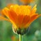 The calendula flower closes at sunset time. Side view. Petals glow in the rays of the setting sun. Blooming marigold in July or