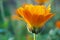 The calendula flower closes at sunset time. Side view. Petals glow in the rays of the setting sun. Blooming marigold in July or