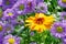 Calendula flower and Erigeron in bloom