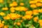 Calendula flower field