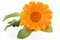 Calendula. Flower isolated on white