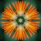 Calendula flower mandala