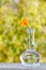 Calendula flower with a stem in a glass flask on wooden board