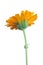 Calendula Flower with Stem Side View Isolated on White Background