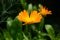 Calendula flower on summer day. Closeup medicinal flower herb for tea or oil