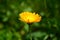 Calendula flower on summer day. Closeup medicinal flower herb for tea or oil