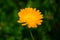 Calendula flower on summer day. Closeup medicinal flower herb for tea or oil