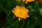 Calendula flower on summer day. Closeup medicinal flower herb for tea or oil