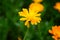 Calendula flower on summer day. Closeup medicinal flower herb for tea or oil