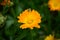 Calendula flower on summer day. Closeup medicinal flower herb for tea or oil