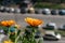 Calendula flower on urban background, orange flower, intense color.