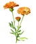 Calendula flowers isolated on white background. Generative AI detailed watercolor illustration