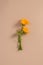 Calendula flowers in minimalist flat still lifes. Marigold orange flowers top view