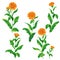 Calendula flowers set