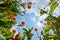 Calendula flowers and sky