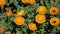 Calendula grows in a flower bed in the garden. Bush variety calendula. CalÃ©ndula garden flowers in landscape design. A plant of