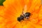 Calendula herb flower bloosom with bee