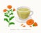 Calendula herbal tea isolated on white background. Marigold Flowering Plant vector botanical illustration.