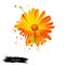 Calendula illustration. Marigolds. Digital art