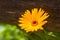 calendula marigold flower