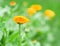 Calendula or marigold flower. Blurred green flowerbed on the background