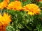 Calendula marigold flowers