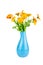 Calendula Marigold flowers in blue ceramic vase