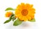 Calendula. Marigold flowers with leaves isolated on white