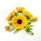 Calendula. Marigold flowers with leaves isolated on white