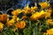 Calendula marigold flowers in Northern California