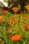 Calendula marigold orange flowers