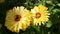 Calendula Officinalis Calendula flower with leaves,