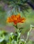 Calendula officinalis flower in the evening diffused light against background of pine needles